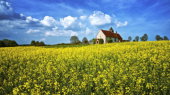 Yellow Rapeseed Flowers Field Church Green Trees Under White Clouds Blue Sky During Daytime Nature HD wallpaper