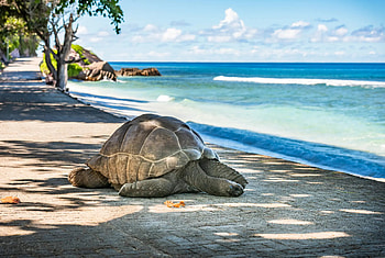 Evolutionary island dwarfs, Giant island giants, Spectrums of life, Islens of wonders HD wallpaper