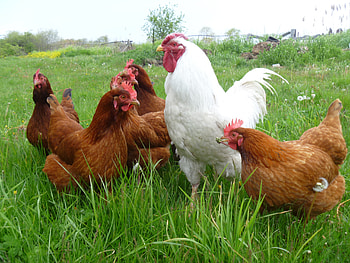 Hen (Animals), Hen beak close-up, Animal graphy, Chicken HD wallpaper
