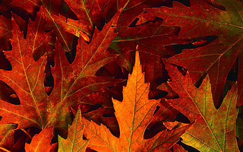 Fall High Quality . HD wallpaper