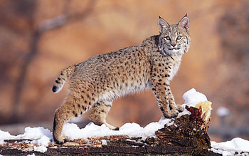 Animals, Snow, Iris, Beautiful, Big Cat HD wallpaper