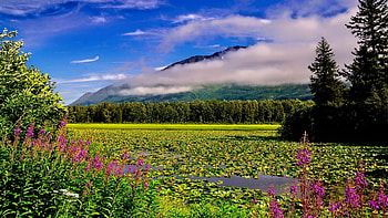 Summertime, on Alaska's Kenai Peninsula, wildflowers, trees, landscape, clouds, meadow, sky, mountains, usa HD wallpaper
