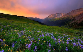 Flowers, sky, nature, Flower, cloud HD wallpaper