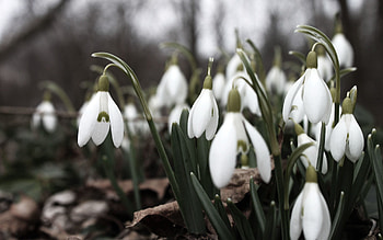Flowers, Snowdrops, Macro, Lot HD wallpaper