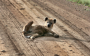 Animals, Sand, To Lie Down, Lie, Animal, Puppy HD wallpaper