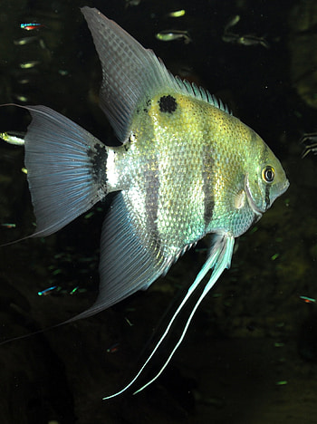 Angelfish, Pterophyllum Leopoldi, Leopold's HD phone wallpaper