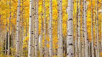 Ornamental aspen pests, Threat to beauty, Disruptive infestation, Tree's natural enemies HD wallpaper