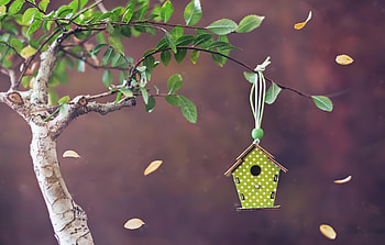 :-), leaf, green, tree, bird house HD wallpaper