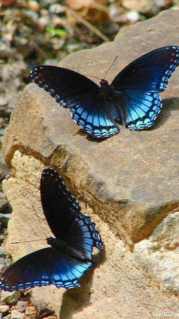 Blue Butterfly, Adorable HD phone wallpaper