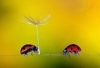 Love Bugs, sweet, lady bug, lady bugs, love, cute HD wallpaper