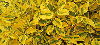 Euonymus fortunei, bush, yellow, green, leaf, graphy, plant HD wallpaper