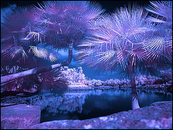 Purple-blue world, blue, palms, tree, lake, purple, reflection, mirrored, worl, water HD wallpaper