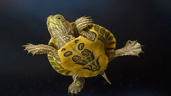Animals, To Swim, Swim, Carapace, Shell, Turtle HD wallpaper