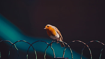 American robin bird, Laptop , Full quality, Stunning visuals HD wallpaper