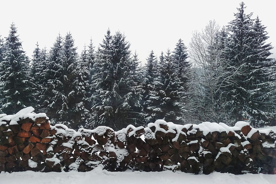 Serene winter scene of snow-covered trees and stacked logs in a forest landscape. HD wallpaper
