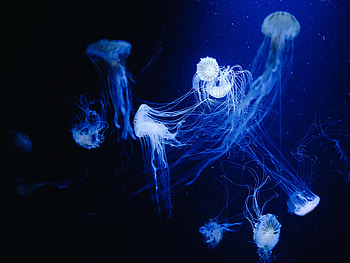 Animals, Water, Jellyfish, Macro, Under Water, Underwater HD wallpaper