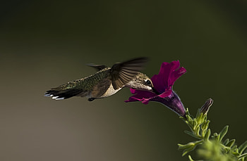 Animals, Humming-Birds, Flower, Macro, Bird, Petunia HD wallpaper