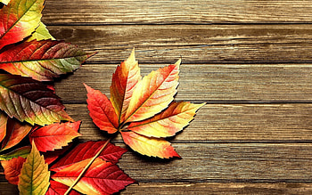 Autumn leaves, , Nature's tapestry, Seasonal beauty HD wallpaper