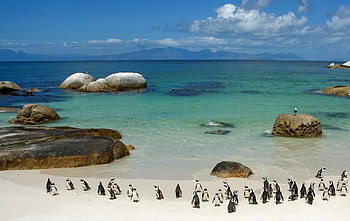 Animals, Pinguins, Stones, Sky, Sea, Sand, Shore, Bank, Ocean HD wallpaper