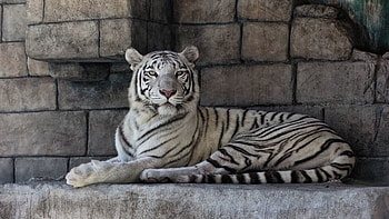 Animals, Striped, Predator, White Tiger HD wallpaper