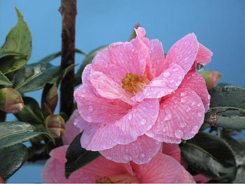 Flower, pink, leaves, nature HD wallpaper