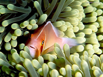 Swimming in the Reef, reef fish, plants, ocean HD wallpaper