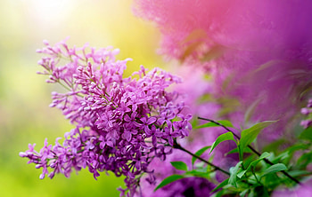 Lilac beauty, branch, purple, flower, beautiful, scent, spring, fragrance, lilac HD wallpaper