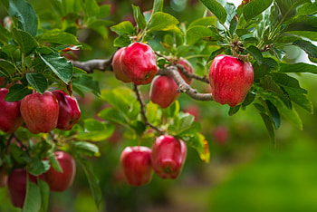 Ripe Apples, Leaves, Harvest, Red, Juicy, Garden HD wallpaper