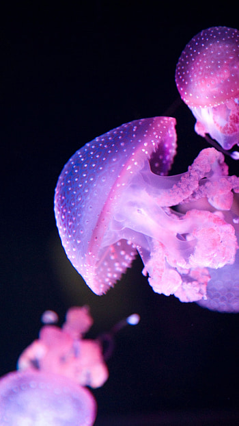Glowing jellyfish, Luminous marine life, Bioluminescent magic, Glowing underwater HD phone wallpaper