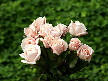 Roses for Luiza, roses, green, garden, soft pink, bunch HD wallpaper