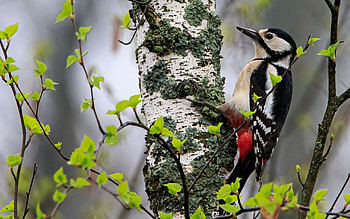 Woodpecker, animal, bird, birche HD wallpaper