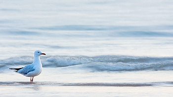 Animals, Water, Sea, Bird, Seagull, Gull HD wallpaper