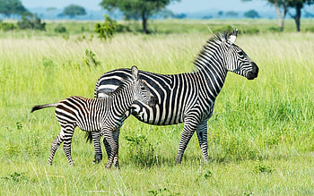 Zebras, stripes, Africa, animals HD wallpaper