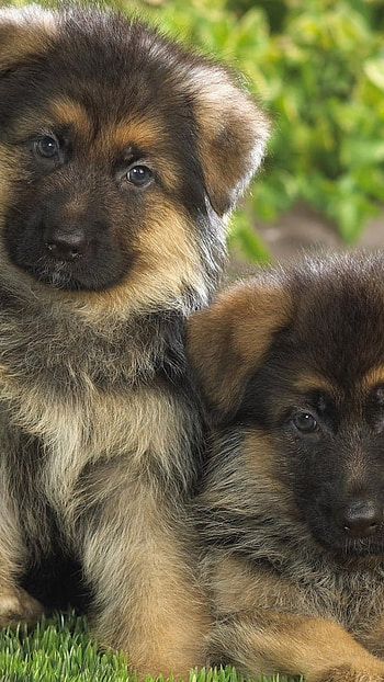 German Shepherd Dog, Cute, Little Puppies HD phone wallpaper