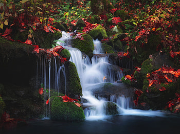 Waterfall, nature, jungle, forest HD wallpaper
