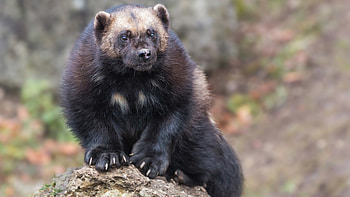 Wolverine animal, , Eth zoology collection HD wallpaper