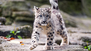 Cub, Snow Leopards HD wallpaper