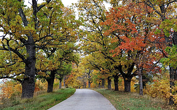 Autumn Road in Latvia, avenue, trees, autumn, Latvia, road HD wallpaper