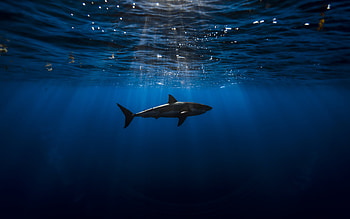 Shark, animal, fish, water HD wallpaper