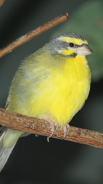 Canary, Cute, Bird HD phone wallpaper