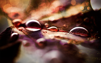 Drops, Macro, Shine, Light, Surface HD wallpaper