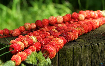 Plants, Food, Strawberry HD wallpaper