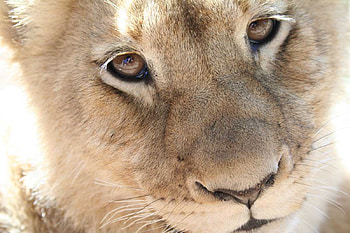 Sweet Gaze, sweet, big cats, cub, animals, felines, cats, gaze, lion HD wallpaper