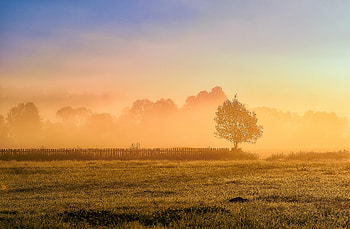 Nature, Grass, Sun, Wood, Tree, Fence HD wallpaper