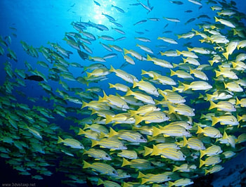 Fish Race , fish, race HD wallpaper