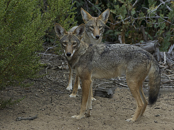 Animals, Muzzle, Predator, Sight, Opinion, Animal, Coyotes HD wallpaper
