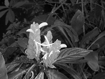 blk an wht shot, white, black, flower HD wallpaper