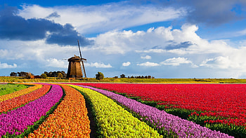 Tulip fields in the Netherlands, windmill, blossoms, clouds, colors, sky HD wallpaper