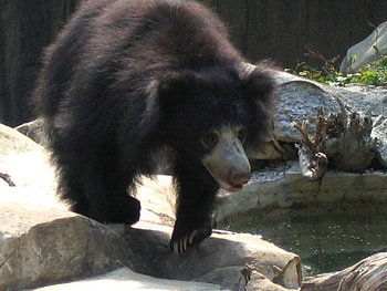 sloth bear, dusty, zoo, shaggy, unkempt HD wallpaper