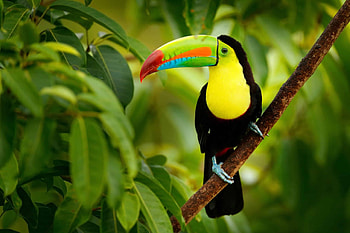Bird species, Unique beak, Rainforest dwellers, Fascinating wildlife HD wallpaper